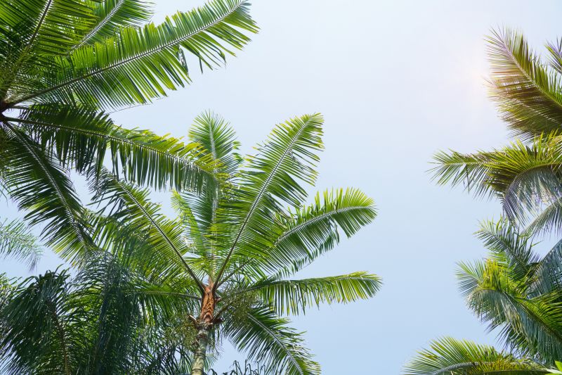 Palm Tree Planting in Ventura County, CA