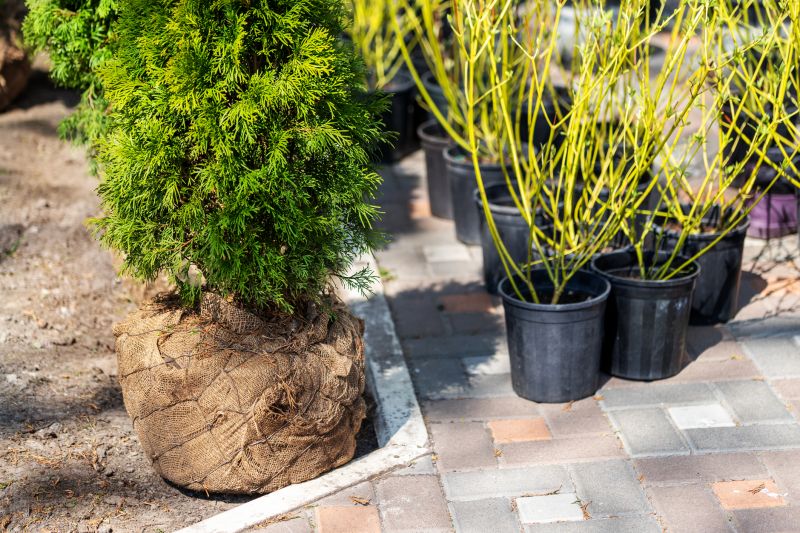 Privacy Shrub Installation in Honolulu, HI