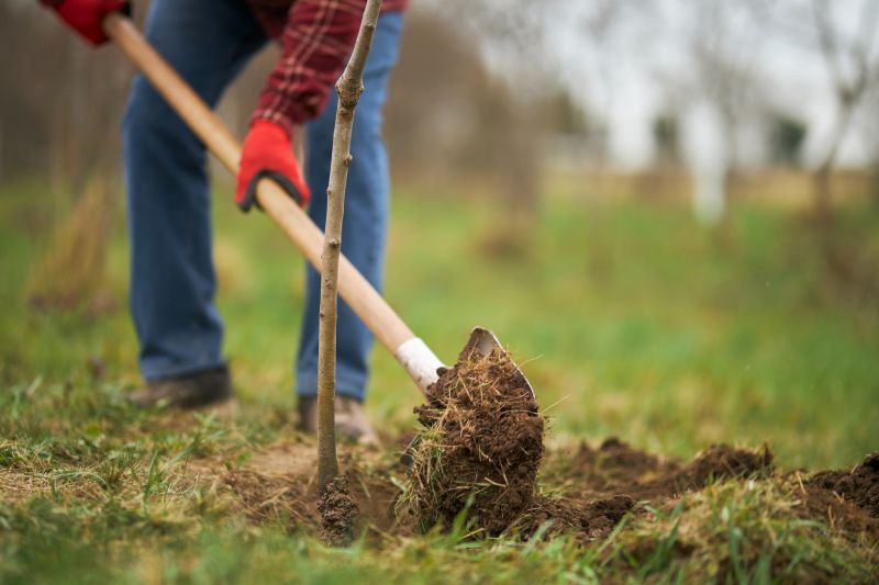 Tree Planting Service in Ventura County, CA